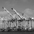 Majestic shipping cranes