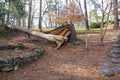 A majestic shot of a downed tree in the forest surrounded by lush green and autumn colored trees Royalty Free Stock Photo