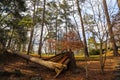 A majestic shot of a downed tree in the forest surrounded by lush green and autumn colored trees Royalty Free Stock Photo