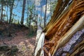 A majestic shot of a downed tree in the forest surrounded by lush green and autumn colored trees Royalty Free Stock Photo