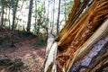 A majestic shot of a downed tree in the forest surrounded by lush green and autumn colored trees Royalty Free Stock Photo