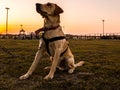 Majestic shot labrador retreiver on leash geared up with gopro