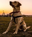 Majestic shot labrador retreiver on leash geared up with gopro