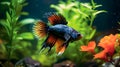 Majestic Siamese Splendor: Fighting Fish in an Aquarium