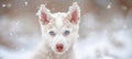 Majestic siberian husky puppy with stunning blue eyes embarks on snowy adventure