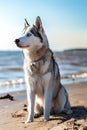 Majestic Siberian Husky Sitting on a Sandy Beach at Sunset Royalty Free Stock Photo