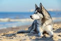 Majestic Siberian Husky Sitting on a Sandy Beach at Sunset Royalty Free Stock Photo
