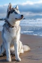 Majestic Siberian Husky Sitting on a Sandy Beach at Sunset Royalty Free Stock Photo
