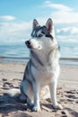 Majestic Siberian Husky Sitting on a Sandy Beach at Sunset Royalty Free Stock Photo