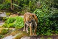 Majestic Siberian tiger on the prowl at Berlin Zoo, Berlin, Germany Royalty Free Stock Photo