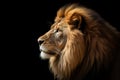 Majestic side view head shot of lion over black background with copy space.