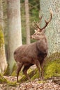 Majestic sika deer male in forest Royalty Free Stock Photo