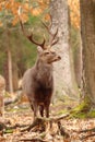 Majestic sika deer male in forest Royalty Free Stock Photo