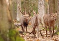 Majestic sika deer male in forest Royalty Free Stock Photo