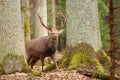 Majestic sika deer male in forest Royalty Free Stock Photo