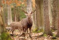 Majestic sika deer male in forest Royalty Free Stock Photo