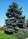 Majestic silver fir in the King Michael I Park formerly Herastrau, Bucharest, Romania