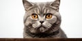 Majestic Silver Tabby British Shorthair Cat Portrait Royalty Free Stock Photo