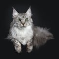 Majestic silver tabby young adult Maine Coon cat laying down with tail hanging obeside body and pws hanging over edge, looking st