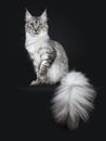 Majestic silver tabby young adult Maine Coon cat sitting facing front with enormous tail beside body hanging over edge, looking up
