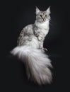 Majestic silver tabby young adult Maine Coon cat sitting side ways with enormous tail hanging over edge, looking straight at lens