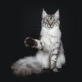 Majestic silver tabby young adult Maine Coon cat sitting facing front with enormous tail beside body , looking straight at lens is