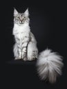 Majestic silver tabby young adult Maine Coon cat sitting facing front with enormous tail beside body hanging over edge, looking up