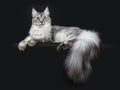 Majestic silver tabby youn adult Maine Coon cat laying side ways with paws and enormous tail hanging over edge, looking straight a