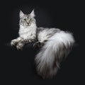 Majestic silver tabby young adult Maine Coon cat laying side ways with paws and enormous tail hanging over edge, looking above len