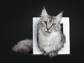 Majestic silver tabby young adult Maine Coon cat sitting in white picture frame, looking straight at lens isolated on black backgr