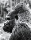 Majestic Silverback Gorilla in Profile Royalty Free Stock Photo