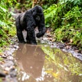 Majestic Silverback Gorilla Reflected in Jungle Puddle Royalty Free Stock Photo