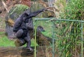 Majestic silverback gorilla stands in a lush tropical forest