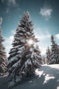 Majestic snow covered spruces