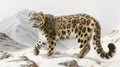 A majestic snow leopard prowling in a snowy mountain landscape, its coat patterned with distinctive black spots and rosettes