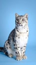 Majestic snow leopard sits calmly on a light blue background looking to the side Royalty Free Stock Photo