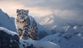 Majestic snow leopard walking in tranquil wilderness generated by AI
