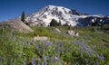 Majestic Snowcapped Mountain Peak Mt. Rainier Wildflowers Cascade Range Royalty Free Stock Photo