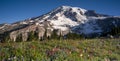 Majestic Snowcapped Mountain Peak Mt. Rainier Wildflowers Cascade Range Royalty Free Stock Photo