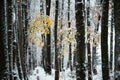 Majestic snowy alley with last yellow autumn leaves Royalty Free Stock Photo