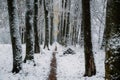 Majestic snowy alley with sun star Royalty Free Stock Photo