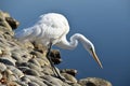 Majestic Snowy Egret Hunting For Fish High Quality Royalty Free Stock Photo