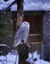 Majestic snowy owl perched atop a wooden post outside a quaint cottage.