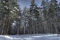 Majestic snowy pine tree forest Royalty Free Stock Photo