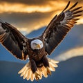 Majestic Soar: Graceful Flight of the Eagle