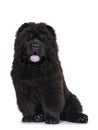 Black Chow Chow dog pup on white background