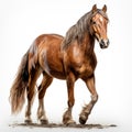 A majestic sorrel stallion stands proudly with its flowing mane and powerful brown snout. White isolated