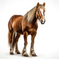 A majestic sorrel stallion stands proudly with its flowing mane and powerful brown snout. White isolated