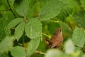 Majestic sparrow bird perched on a tree branch in a lush green environment Royalty Free Stock Photo