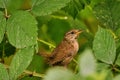 Majestic sparrow bird perched on a tree branch in a lush green environment Royalty Free Stock Photo